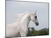Grey Arab Stallion, Ojai, California, USA-Carol Walker-Mounted Photographic Print