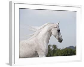 Grey Arab Stallion, Ojai, California, USA-Carol Walker-Framed Photographic Print