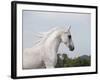 Grey Arab Stallion, Ojai, California, USA-Carol Walker-Framed Photographic Print