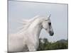 Grey Arab Stallion, Ojai, California, USA-Carol Walker-Mounted Photographic Print