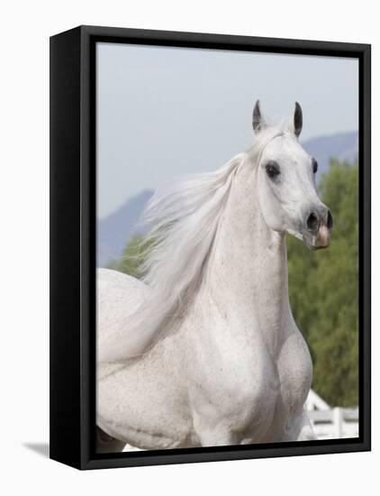 Grey Arabian Stallion Portrait, Ojai, California, USA-Carol Walker-Framed Stretched Canvas