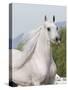 Grey Arabian Stallion Portrait, Ojai, California, USA-Carol Walker-Stretched Canvas
