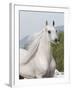 Grey Arabian Stallion Portrait, Ojai, California, USA-Carol Walker-Framed Photographic Print