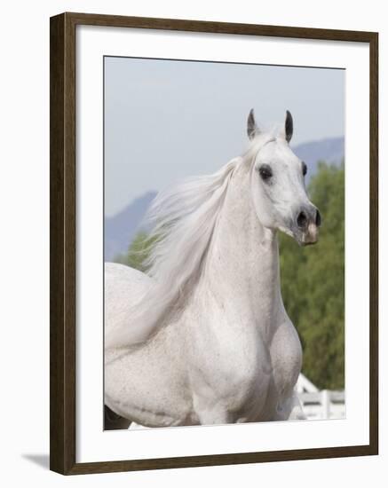 Grey Arabian Stallion Portrait, Ojai, California, USA-Carol Walker-Framed Photographic Print