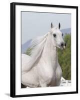 Grey Arabian Stallion Portrait, Ojai, California, USA-Carol Walker-Framed Photographic Print