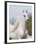 Grey Arabian Stallion Portrait, Ojai, California, USA-Carol Walker-Framed Photographic Print