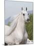 Grey Arabian Stallion Portrait, Ojai, California, USA-Carol Walker-Mounted Photographic Print