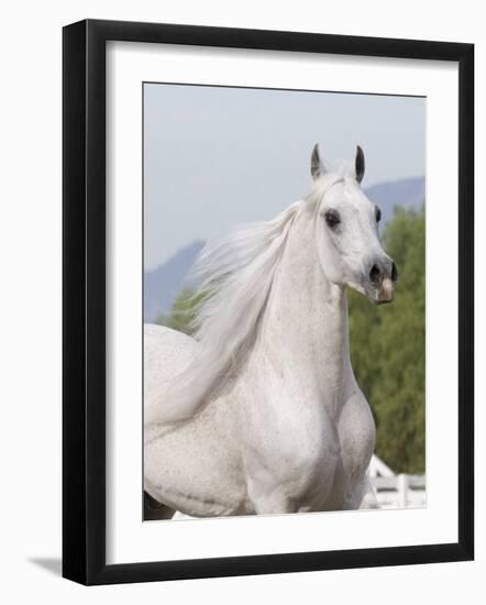 Grey Arabian Stallion Portrait, Ojai, California, USA-Carol Walker-Framed Photographic Print