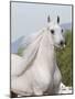 Grey Arabian Stallion Portrait, Ojai, California, USA-Carol Walker-Mounted Photographic Print