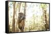 Grey Bamboo Lemur (Hapalemur), Lemur Island, Andasibe, Eastern Madagascar, Africa-Matthew Williams-Ellis-Framed Stretched Canvas