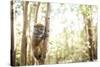 Grey Bamboo Lemur (Hapalemur), Lemur Island, Andasibe, Eastern Madagascar, Africa-Matthew Williams-Ellis-Stretched Canvas