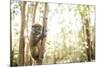 Grey Bamboo Lemur (Hapalemur), Lemur Island, Andasibe, Eastern Madagascar, Africa-Matthew Williams-Ellis-Mounted Photographic Print