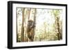 Grey Bamboo Lemur (Hapalemur), Lemur Island, Andasibe, Eastern Madagascar, Africa-Matthew Williams-Ellis-Framed Photographic Print