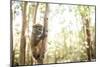 Grey Bamboo Lemur (Hapalemur), Lemur Island, Andasibe, Eastern Madagascar, Africa-Matthew Williams-Ellis-Mounted Photographic Print