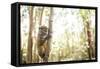 Grey Bamboo Lemur (Hapalemur), Lemur Island, Andasibe, Eastern Madagascar, Africa-Matthew Williams-Ellis-Framed Stretched Canvas