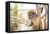 Grey Bamboo Lemur (Hapalemur), Lemur Island, Andasibe, Eastern Madagascar, Africa-Matthew Williams-Ellis-Framed Stretched Canvas