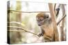 Grey Bamboo Lemur (Hapalemur), Lemur Island, Andasibe, Eastern Madagascar, Africa-Matthew Williams-Ellis-Stretched Canvas