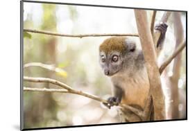 Grey Bamboo Lemur (Hapalemur), Lemur Island, Andasibe, Eastern Madagascar, Africa-Matthew Williams-Ellis-Mounted Photographic Print