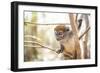 Grey Bamboo Lemur (Hapalemur), Lemur Island, Andasibe, Eastern Madagascar, Africa-Matthew Williams-Ellis-Framed Photographic Print