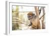 Grey Bamboo Lemur (Hapalemur), Lemur Island, Andasibe, Eastern Madagascar, Africa-Matthew Williams-Ellis-Framed Photographic Print