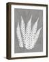 Grey Beauty 3-Albert Koetsier-Framed Art Print