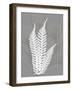 Grey Beauty 4-Albert Koetsier-Framed Art Print