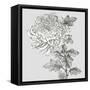 Grey Botanical I-Eva Watts-Framed Stretched Canvas