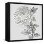 Grey Botanical I-Eva Watts-Framed Stretched Canvas