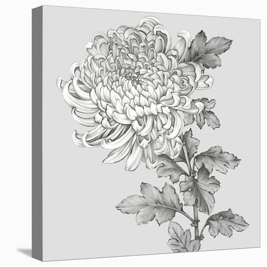Grey Botanical I-Eva Watts-Stretched Canvas