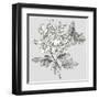 Grey Botanical II-Eva Watts-Framed Art Print