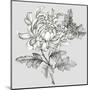 Grey Botanical II-Eva Watts-Mounted Art Print