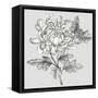 Grey Botanical II-Eva Watts-Framed Stretched Canvas