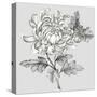 Grey Botanical II-Eva Watts-Stretched Canvas