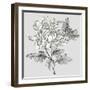 Grey Botanical II-Eva Watts-Framed Art Print