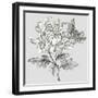 Grey Botanical II-Eva Watts-Framed Art Print