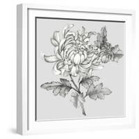 Grey Botanical II-Eva Watts-Framed Art Print