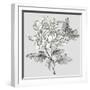 Grey Botanical II-Eva Watts-Framed Art Print