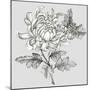 Grey Botanical II-Eva Watts-Mounted Art Print