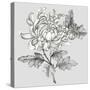 Grey Botanical II-Eva Watts-Stretched Canvas