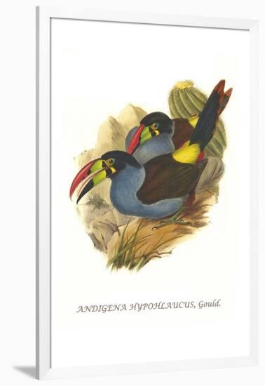 Grey Breasted Mountain Toucan-John Gould-Framed Art Print