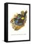 Grey Breasted Mountain Toucan-John Gould-Framed Stretched Canvas