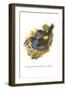 Grey Breasted Mountain Toucan-John Gould-Framed Art Print