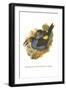 Grey Breasted Mountain Toucan-John Gould-Framed Art Print