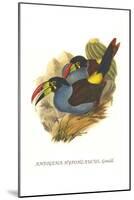 Grey Breasted Mountain Toucan-John Gould-Mounted Art Print