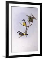 Grey-Breasted Robin (Eopsaltria Griseogularis)-John Gould-Framed Giclee Print