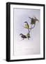 Grey-Breasted Robin (Eopsaltria Griseogularis)-John Gould-Framed Giclee Print