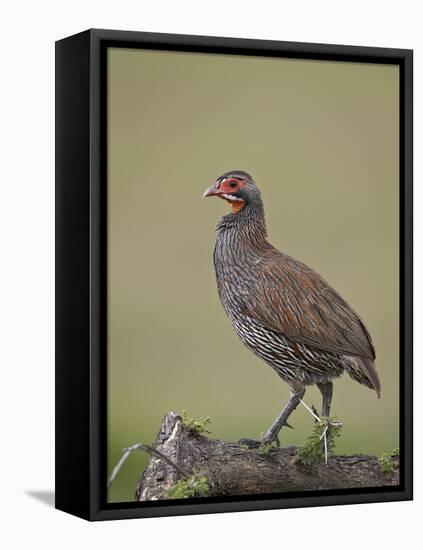 Grey-Breasted Spurfowl-James Hager-Framed Stretched Canvas