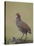 Grey-Breasted Spurfowl-James Hager-Stretched Canvas