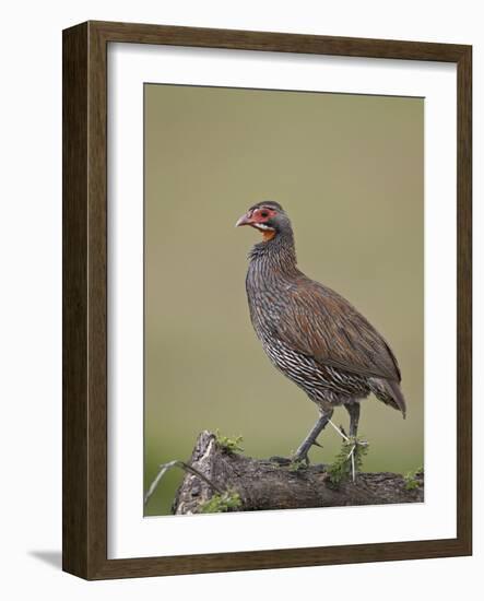 Grey-Breasted Spurfowl-James Hager-Framed Photographic Print