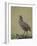 Grey-Breasted Spurfowl-James Hager-Framed Photographic Print